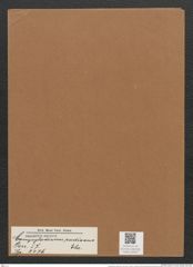 Campylodiscus radissus Ehr. (de-Toni-Nr.: Genus 57, Species 2476) Zeichnungen Sammlung Grunow Mappe 02653 (Herbarium_W_Grunow_drawings_Folder_02653)